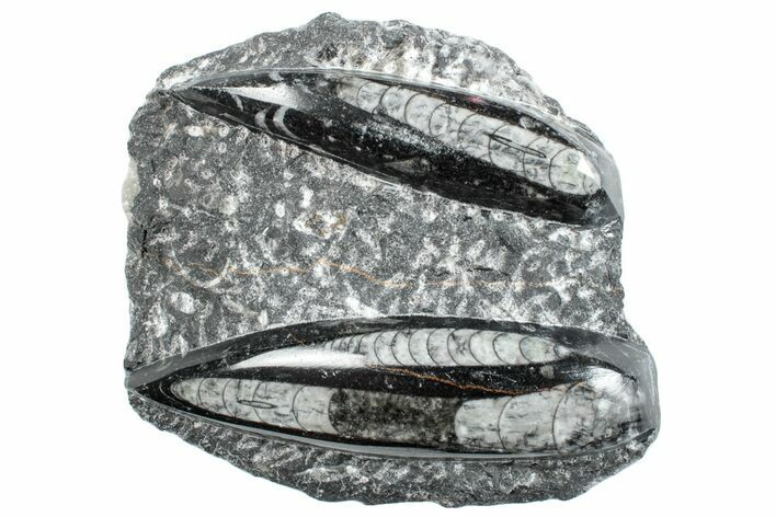 Polished Fossil Orthoceras Plate - Morocco #261305